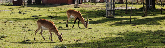 Wildpark an den Eichen Schweinfurt Main-Franken Familie