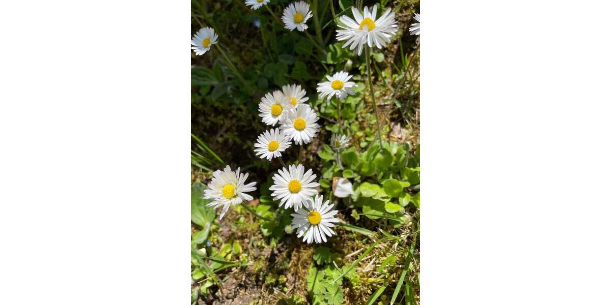 Einfamilienhaus Kolitzheim Unterspiesheim - 9 Zimmer, 193 m&sup2;, 495.000&euro; | Angebot:25821399