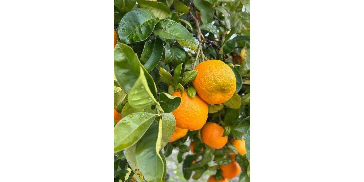 Einfamilienhaus Kolitzheim Unterspiesheim - 9 Zimmer, 193 m&sup2;, 495.000&euro; | Angebot:25821399