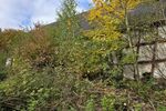 Einfamilienhaus mit grüner Oase, Gärten, Garagentrakt und Scheune in 97453 Schonungen-Hausen (ID 10609) - Einfamilienhaus Schonungen Schonungen | Angebot:26439863