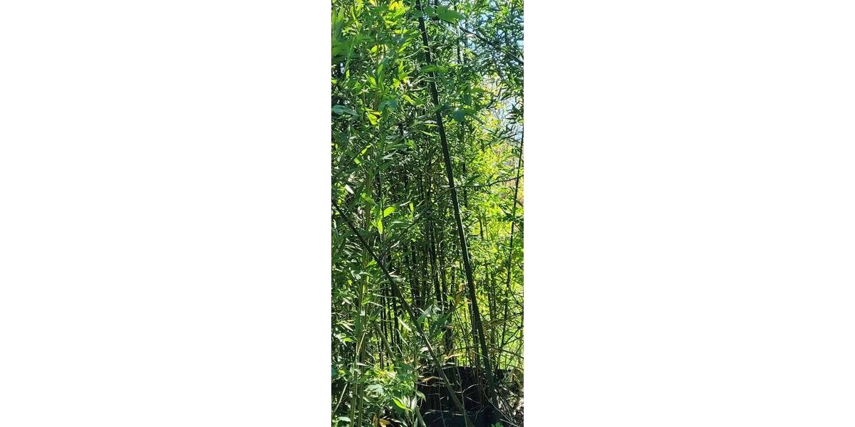 Mehrfamilienhaus, Wohnhaus Sulzthal - 6 Zimmer, 168 m&sup2;, 215.000&euro; | Angebot:26036802